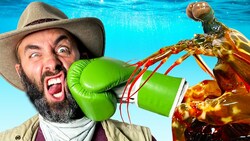 Mantis Shrimp Punch Test! Instructional Video