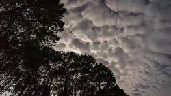 T/L Moving Cloudy Sky with Moonlight Behind Forest, Night Sky Stock Footage
