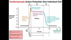 The Cardiomyocyte Action Potential [Part 1]: The Action Potential Graph Instructional Video
