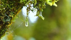 Slow motion of waterdrop on green moss Stock Footage