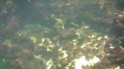 Underwater at Cenote in the Yucatán Peninsula, Mexico Stock Footage