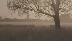 Silhouettes of merino sheep on Australian farm Stock Footage