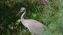 Wow! These Beautiful Sandhill Cranes Are a Sight to See! Instructional Video