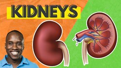 The Human Kidney: Anatomy and Physiology Instructional Video