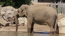 Welcome to the ‘Elephant Odyssey’ of the San Diego Zoo Instructional Video
