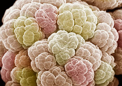 Archaea Instructional Video