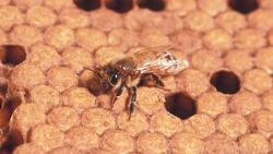 How Pathogens and Poor Nutrition Affect Honey Bees Instructional Video