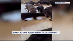 Nearly 40 cats rescued from Mill Basin home News Clip