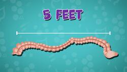 I WONDER - What Is The Colon? Instructional Video