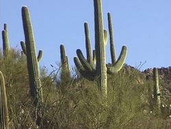 Actividades de las plantas: introducción Instructional Video