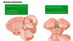 Pineal gland Instructional Video