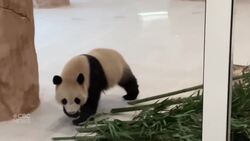 China brings panda diplomacy to Qatar News Clip