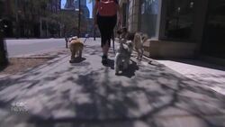 A visit to the dog groomer or vet: What to expect News Clip