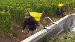 CLEAN : An "extremely early and unusual" harvest in Bordeaux wine-growing region News Clip