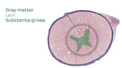 Spinal cord histology Instructional Video