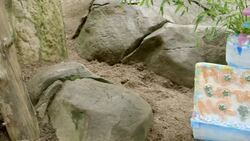 Check Out How Much This Amazing Panda Loved His Pirate-Themed Birthday Party Instructional Video