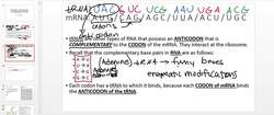 Transfer RNA (tRNA), Codons, and Anticodons Instructional Video
