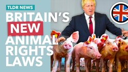 Britain's Animal Sentience Law Explained Instructional Video