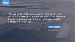 Commerce Department Agrees To Designate Critical Habitat For Seals News Clip