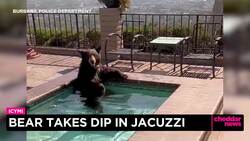 Bear Relaxes in California Jacuzzi News Clip