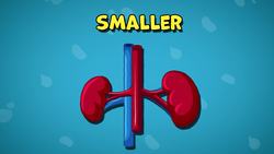 Five Facts - The Kidneys Instructional Video