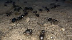 Science Kids: Ants Instructional Video