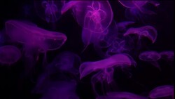 Jellyfish color light Stock Footage