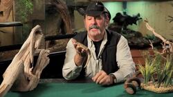 6 Cool Facts about Uromastyx aka Spiny-Tailed Lizards Instructional Video