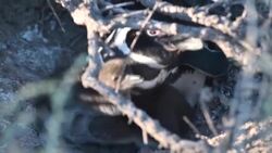 CLEAN : Penguin habitat destroyed after Argentine land owner built road News Clip