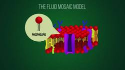 Fluid mosaic model Instructional Video