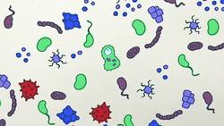 ¡Súper Bacterias! ¿Cómo evolucionaron? Instructional Video