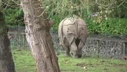Rhino enclosure at Chester Zoo News Clip