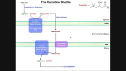 The Carnitine Shuttle | Cytosol-Mitochondrial Fatty Acid Transport Instructional Video