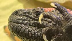 These venomous lizards helped make Ozempic. Now 2 are at Saskatoon zoo News Clip