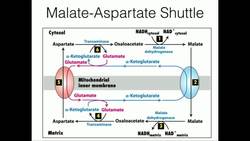 Glycerophosphate Shuttle Mitochondrial NADH Transport Instructional Video