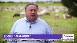 In California, Goats And Sheep Return To Firefighting Duty News Clip