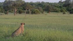 Outstanding footage of Cheetah hunting wildebeest in Mashatu Game Reserve, Botswana. Instructional Video