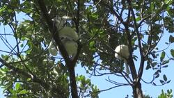 CLEAN : STOCKSHOTS of Madagascar's lemurs as WWF issues global deforestation warning News Clip