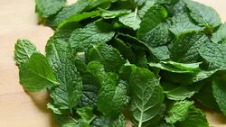 mint leaf rotation Stock Footage