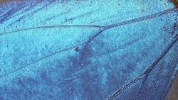 Blues in Nature Instructional Video