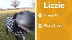 Paws & Pals: Dogs up for adoption at Posh Pets Rescue News Clip