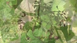 CLEAN : A year's work "destroyed": the Alsatian vineyard decimated by mildew News Clip