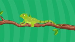 I WONDER - Can Lizards Swim? Me Pregunto - Pueden Las Lagartijas Nadar? Instructional Video