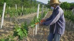 Man with hat or vintner spraying pesticides on vineyard Stock Footage