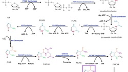 Nucleotide Metabolism | Regulation of Purine Biosynthesis Instructional Video