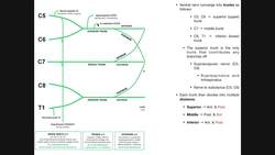 Detailed Anatomy of the BRACHIAL PLEXUS Instructional Video