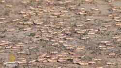 Locusts threaten Afghanistan’s wheat harvest News Clip
