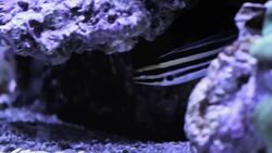 How to Fix Cloudy Fish Tank Water Instructional Video