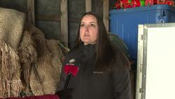 P.E.I. lobster boat captains don't expect a lot of interest in new parental leave benefits News Clip