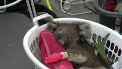 CLEAN : STOCKSHOTS: Koalas and bushfires in Australia News Clip